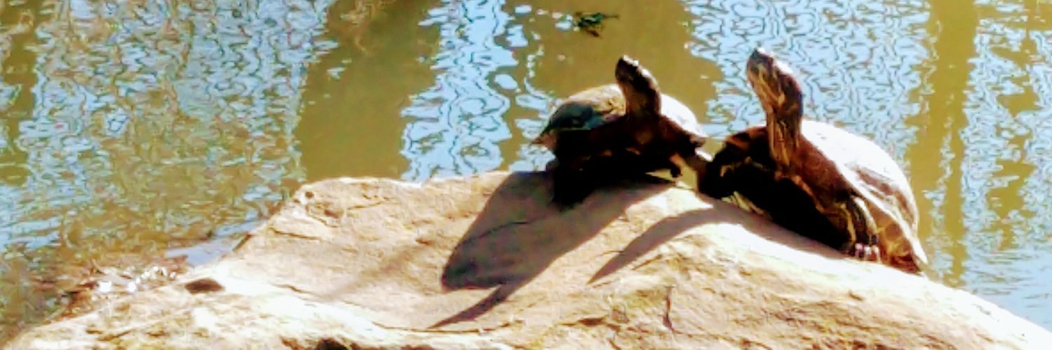 Neil Krasnoff נח שלמה 🇺🇦 banner