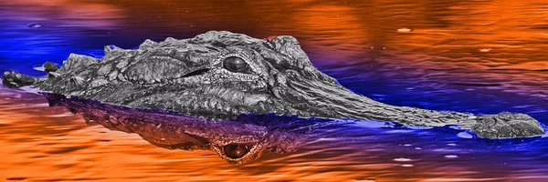 Gatornation Profile Banner