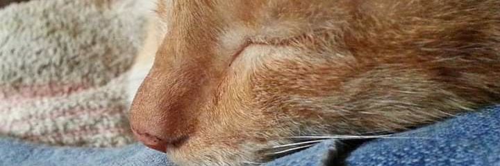 karensshih's profile banner image