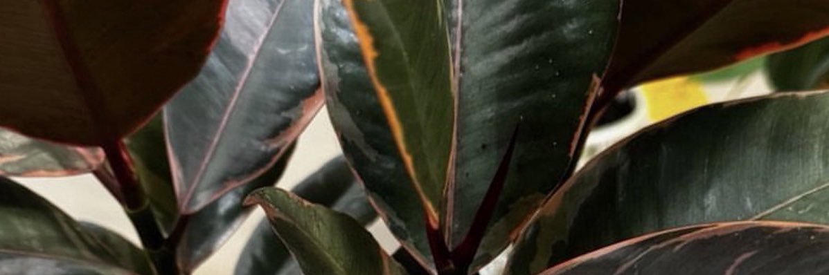 Brittany Elizabeth Welsh banner