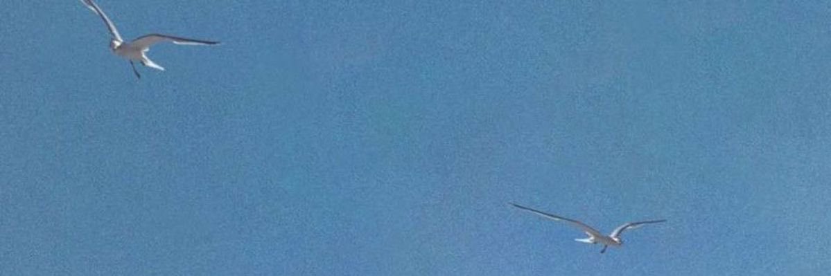 vmaswift's profile banner image