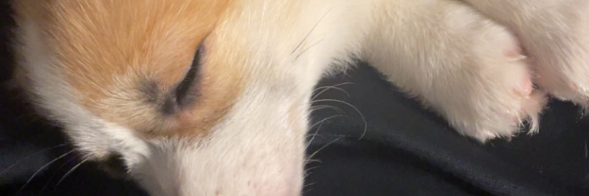 Candi_Corgi's profile banner image
