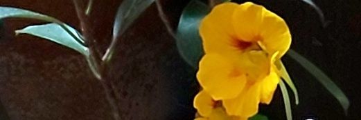りんご猫と暮らす banner