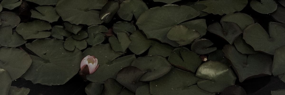 Lysander 🔜 CFZ banner