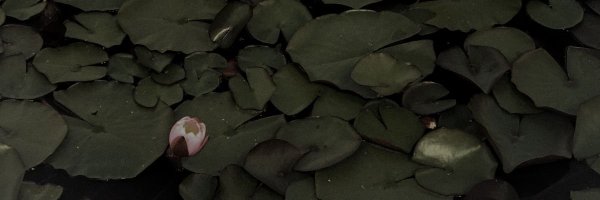 LysanderTime Profile Banner
