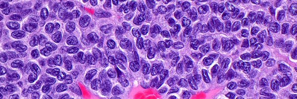 erinjsaunders Profile Banner