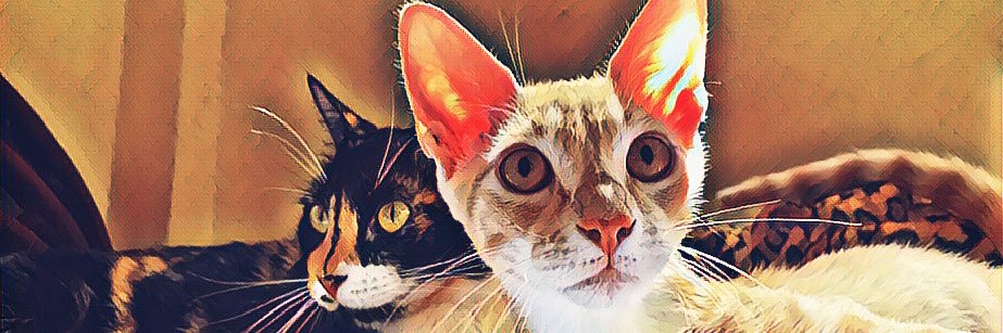 StefiCruzO's profile banner image