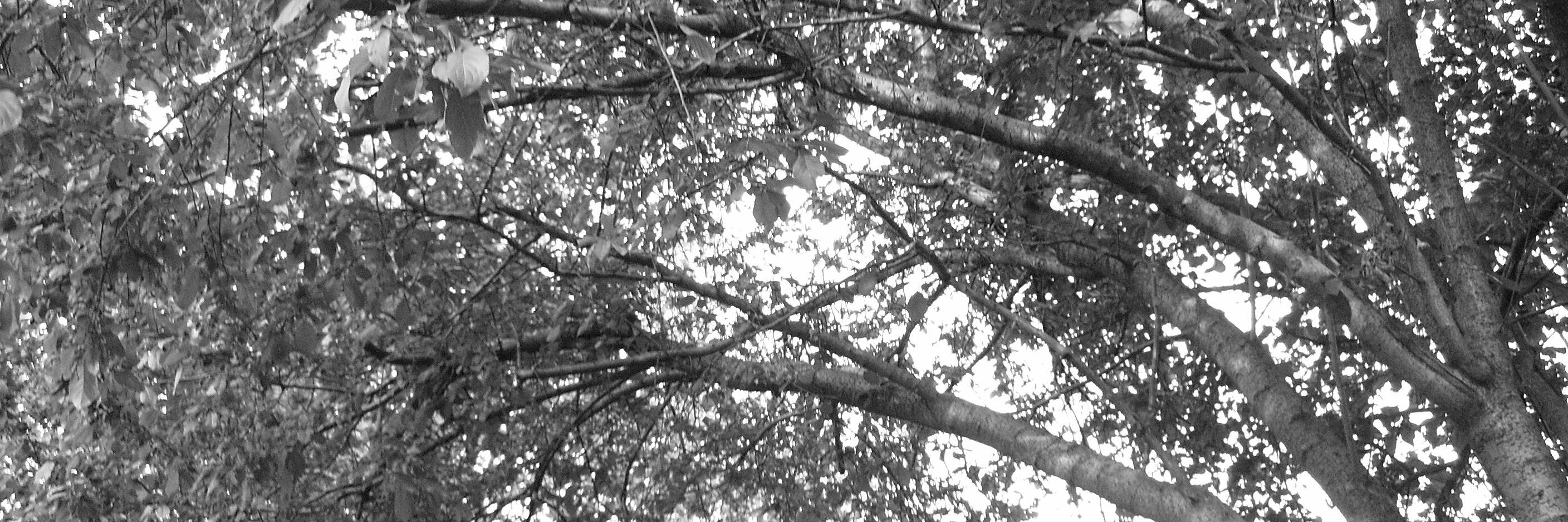 nycbc's profile banner image