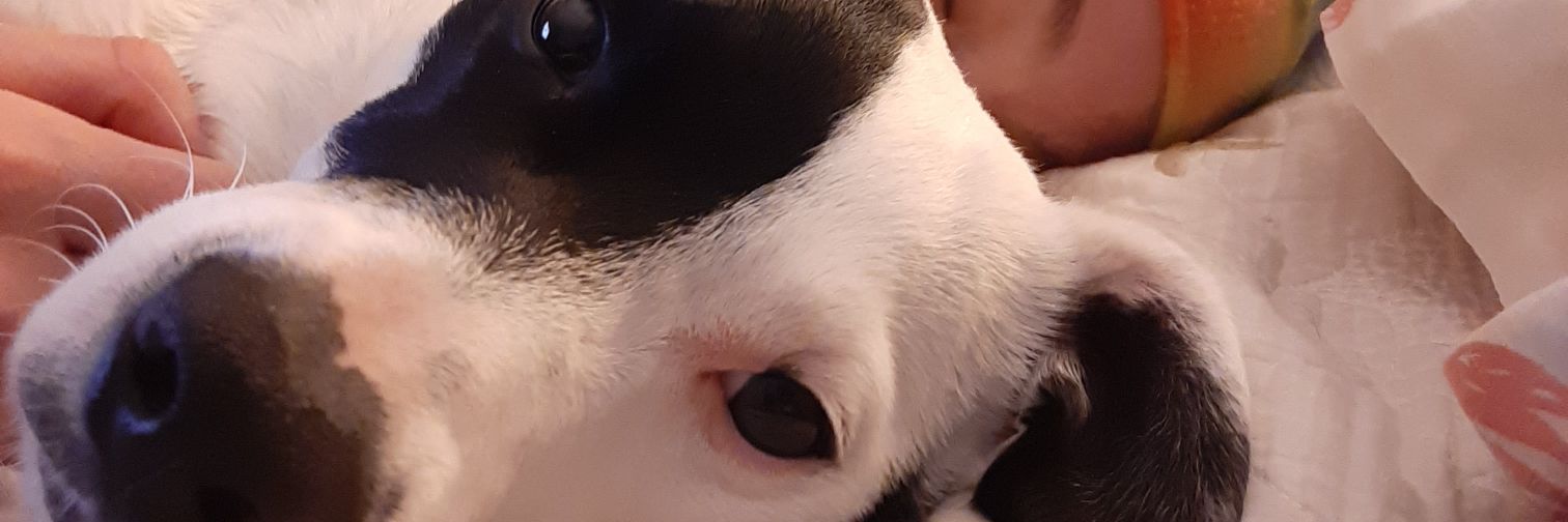 dbgattoni's profile banner image