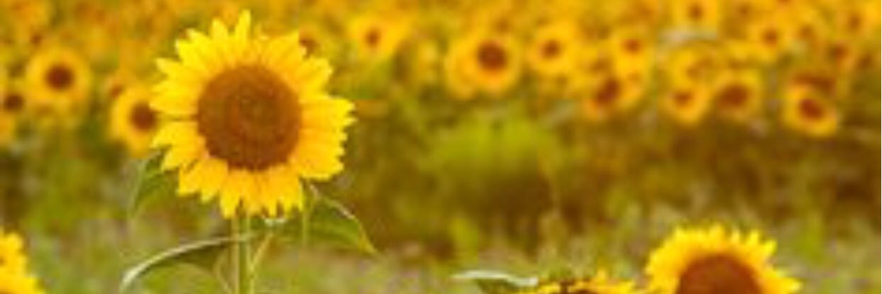 gottshalk_k's profile banner image