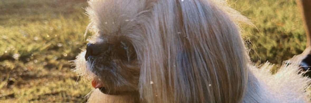 Lemhe's profile banner image