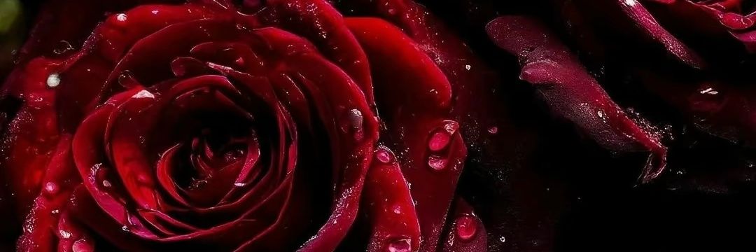 larebeldel's profile banner image