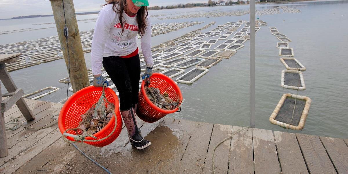 Baltimore Sun Green banner