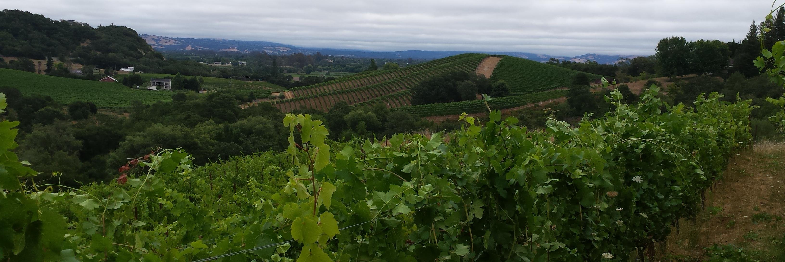 Joseph Jewell Wines banner