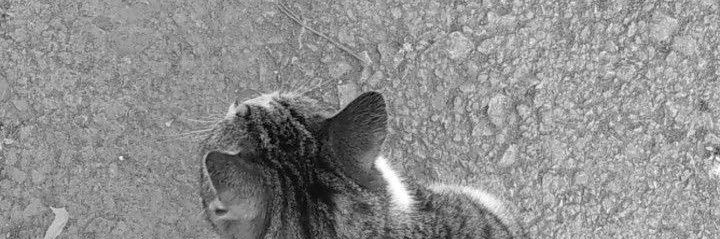 JIBI🙈🧚🏻 banner