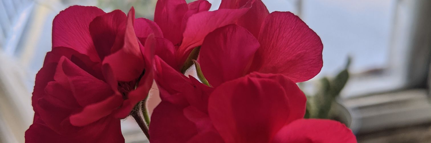 hazurr's profile banner image