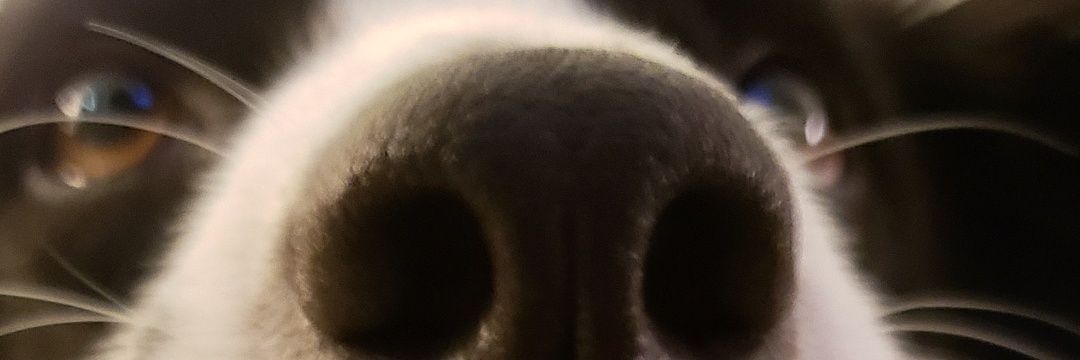 samuellpetry's profile banner image