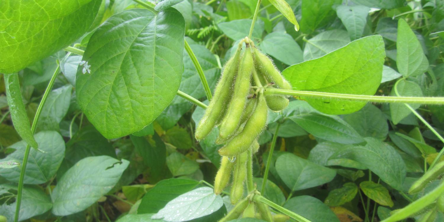 Henry T. Nguyen banner