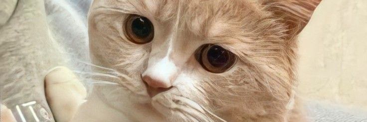: ¨·.·¨ : 𝓁𝑖𝑡𝑡𝑙𝑒 𝒶𝑛𝑔𝑒𝑙 banner