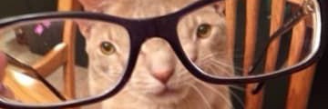 🌈L✪wix✨🐈‍⬛'s banner