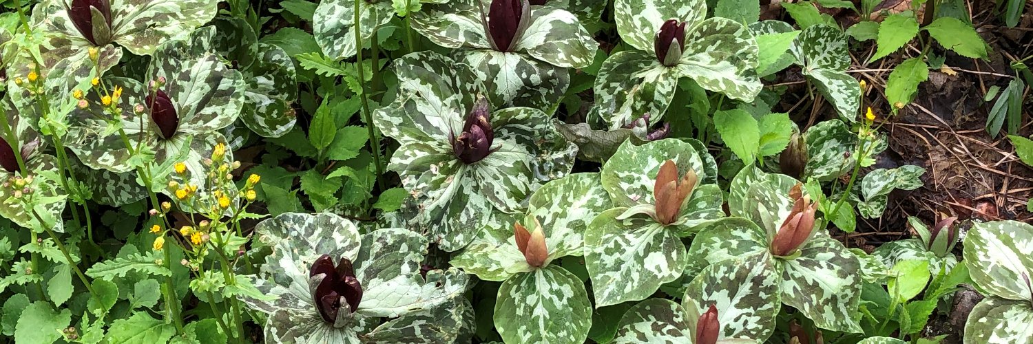 Gillian Turgeon banner