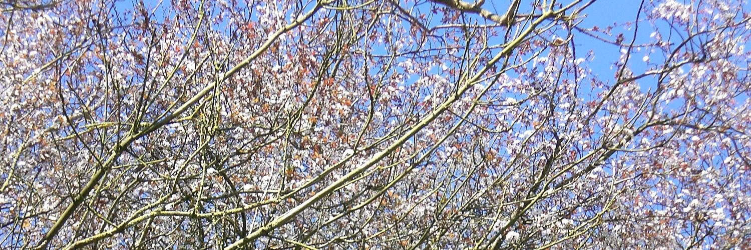 TanellaBoni's profile banner image