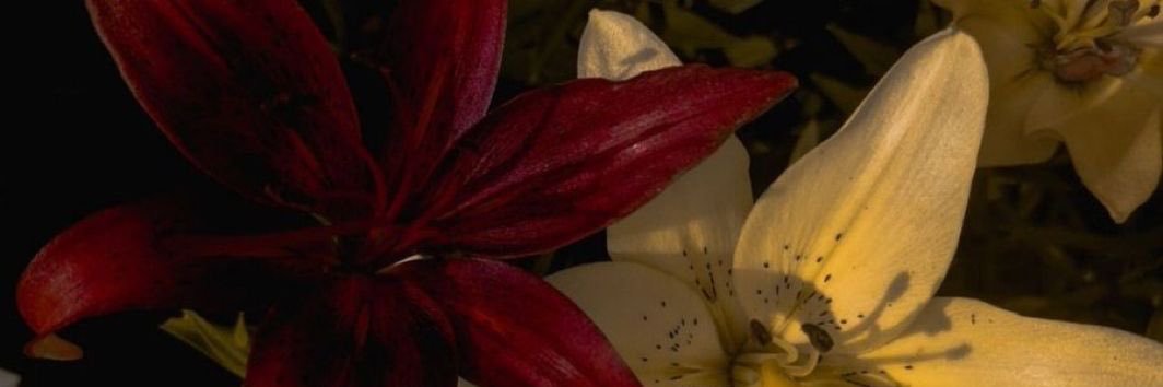 clarandcay's profile banner image
