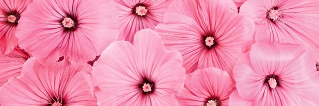 Bilaziza's profile banner image