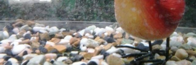 frederpet's profile banner image