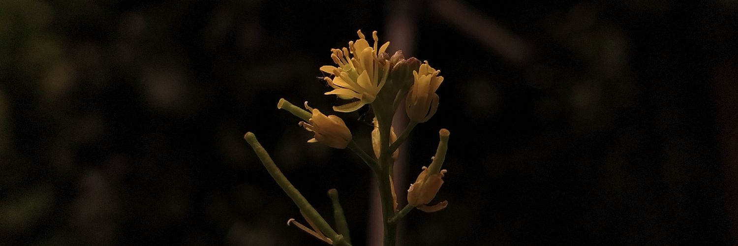 ✨️ly.🦢 banner