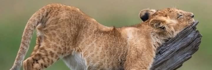 NickNdedaO's profile banner image
