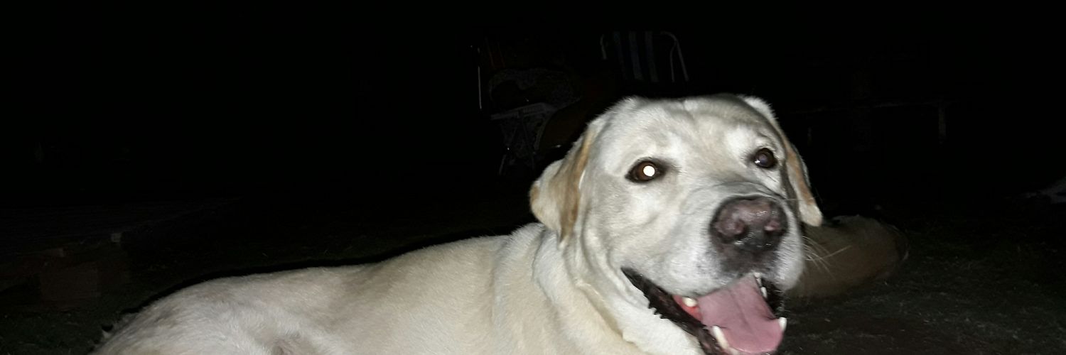 siri_tomas's profile banner image