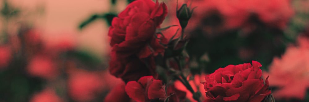 Sweetlilykitty's profile banner image