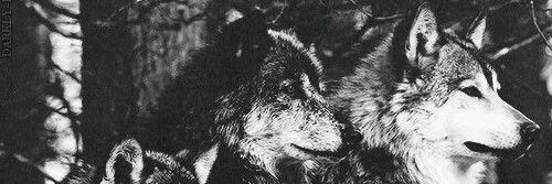 Macavmz's profile banner image