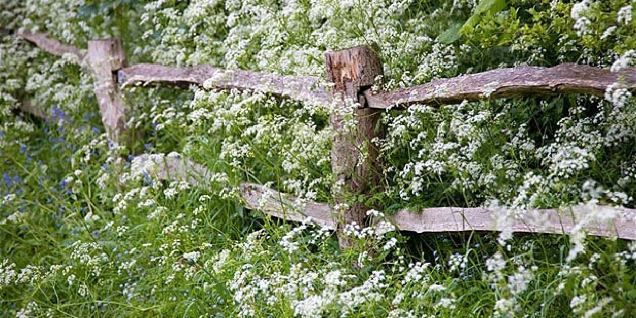 Ninainthewoods's profile banner image