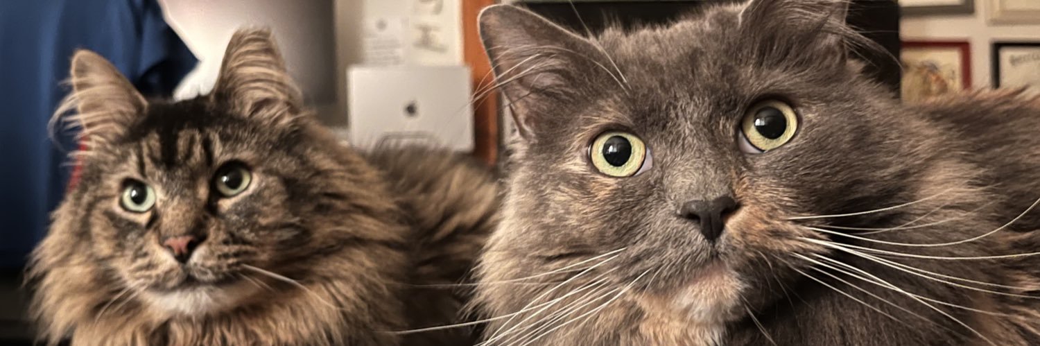 meeko meeko 🍥 banner
