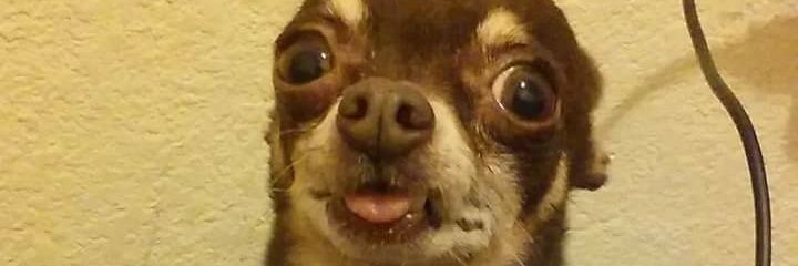 Batty_ghoul's profile banner image