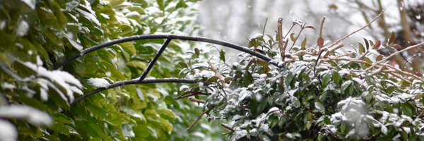 Araraunax Profile Banner