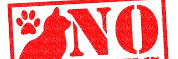 Mojo Susan banner
