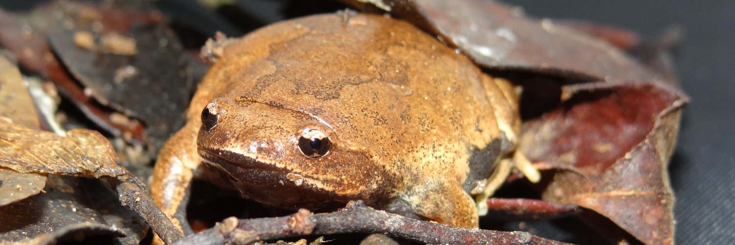 Ingrid Ribeiro banner