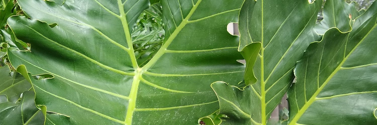 srhugoc's profile banner image