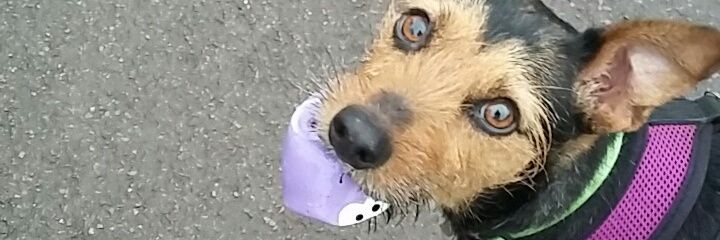IceRinkBaby's profile banner image