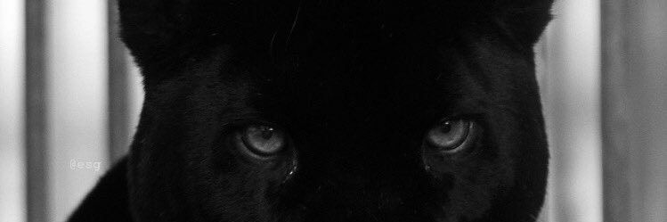elifovic10's profile banner image