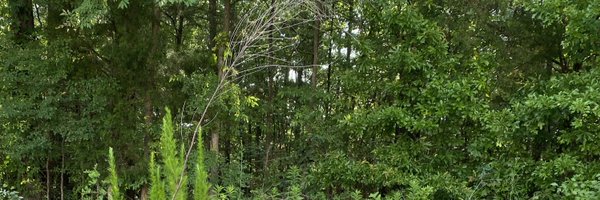 USAPippa Profile Banner