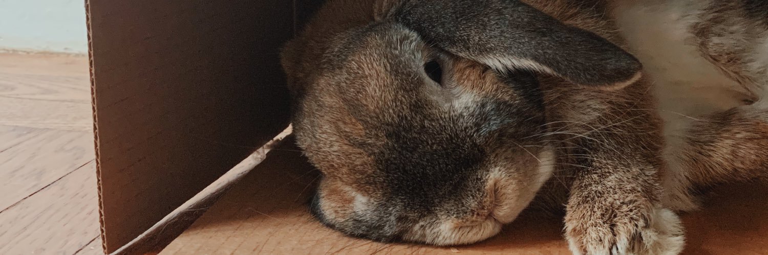 cocochia's profile banner image