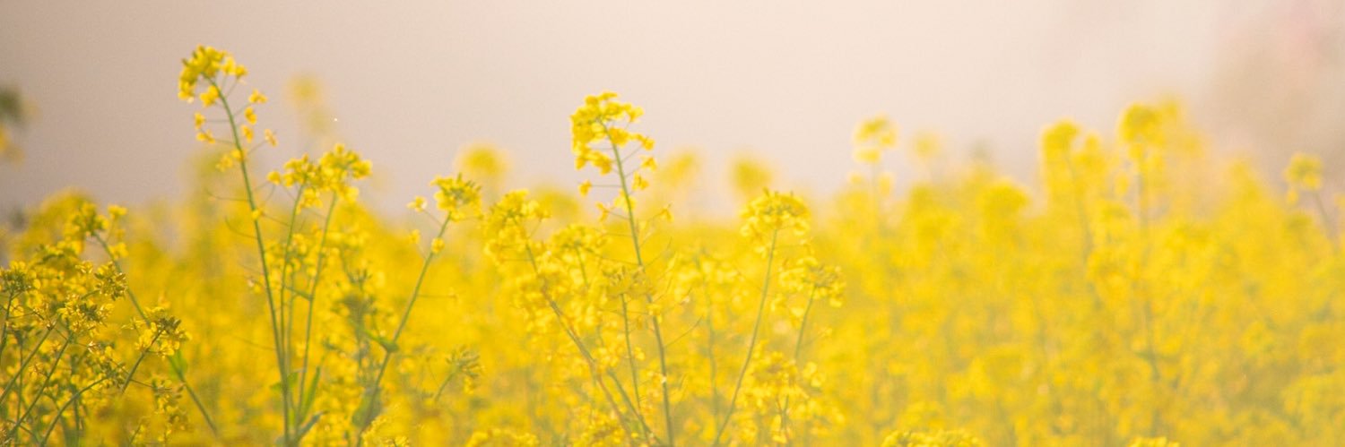 bell_echo_'s profile banner image