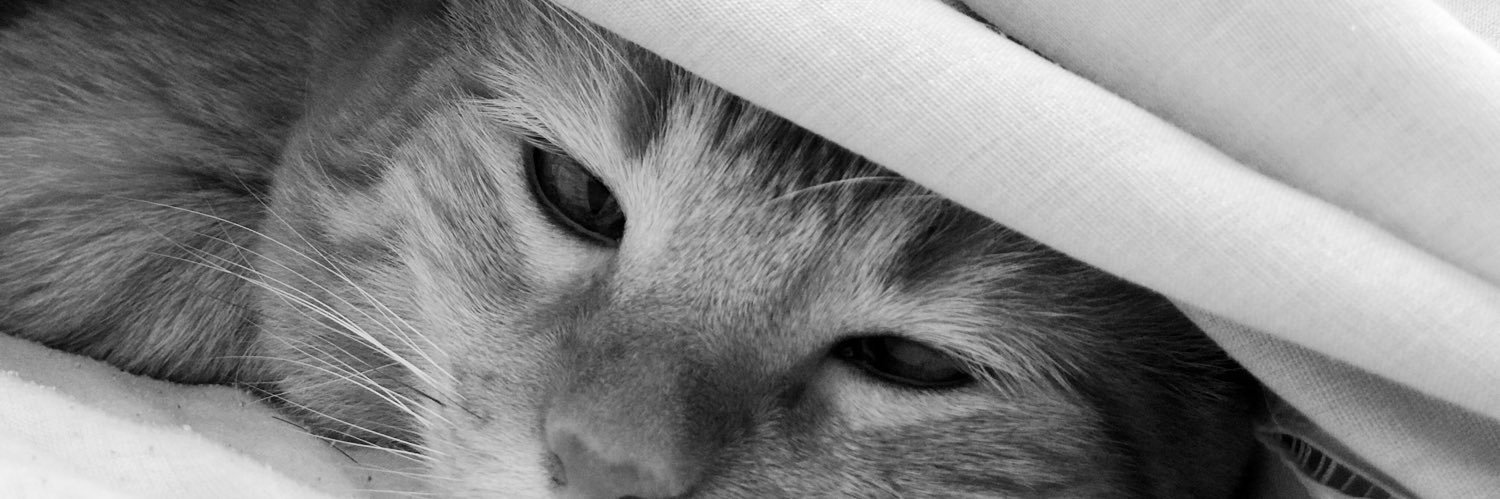 PauArambula's profile banner image