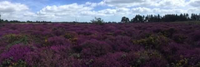 Pebblebed Heaths banner