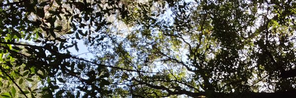 Sabinarodvan Profile Banner