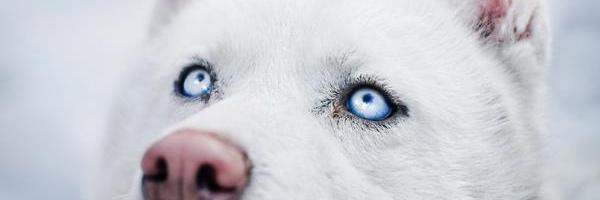 ViKuS banner